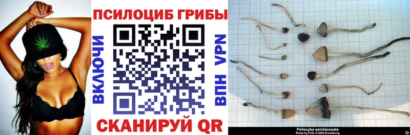 Псилоцибиновые грибы Cubensis  Юрьев-Польский 